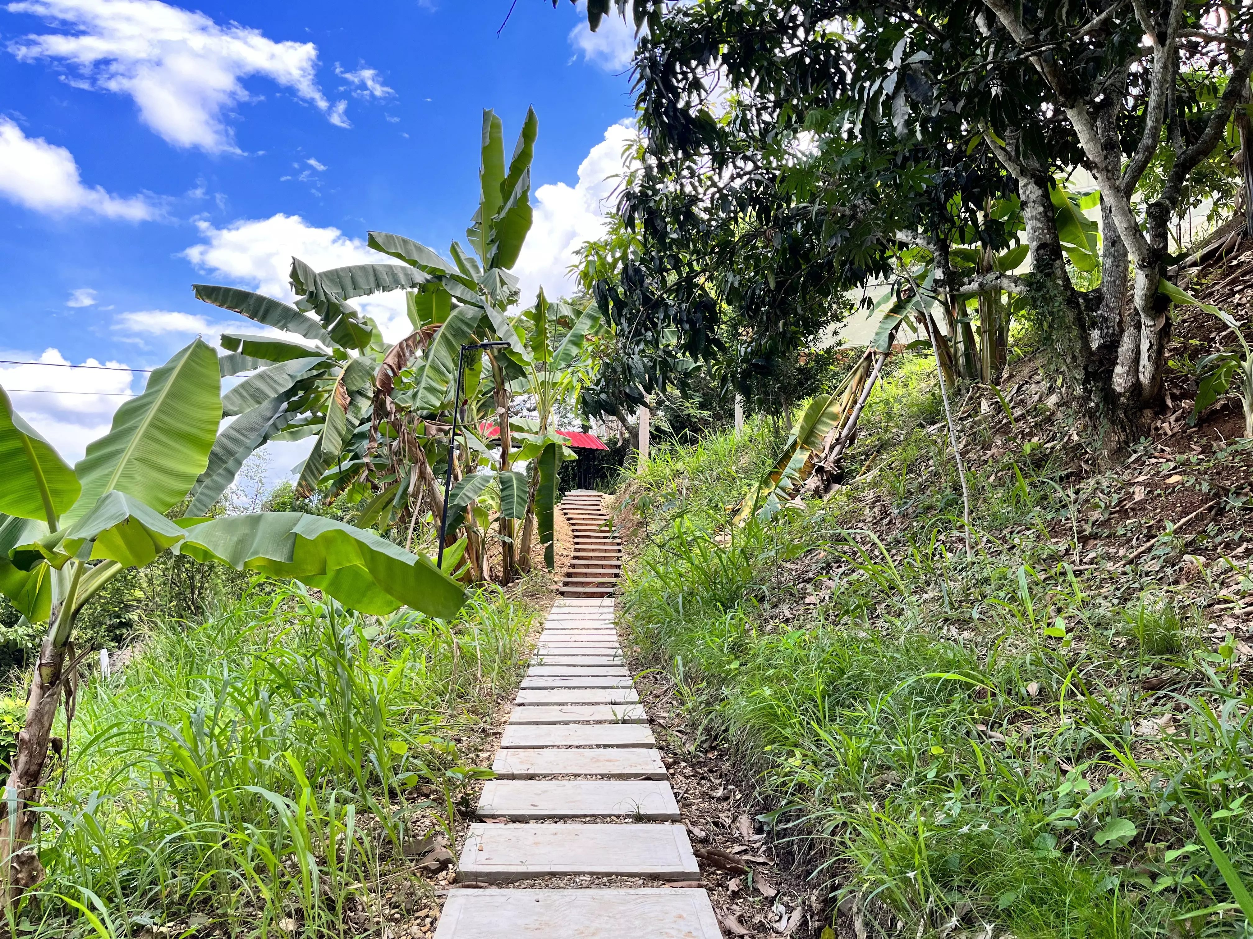 Sendero entre árboles y plantas